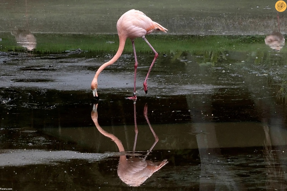از اقدام به خودکشی یک گربه تا رقص تمساح و گوزن سفید کمیاب