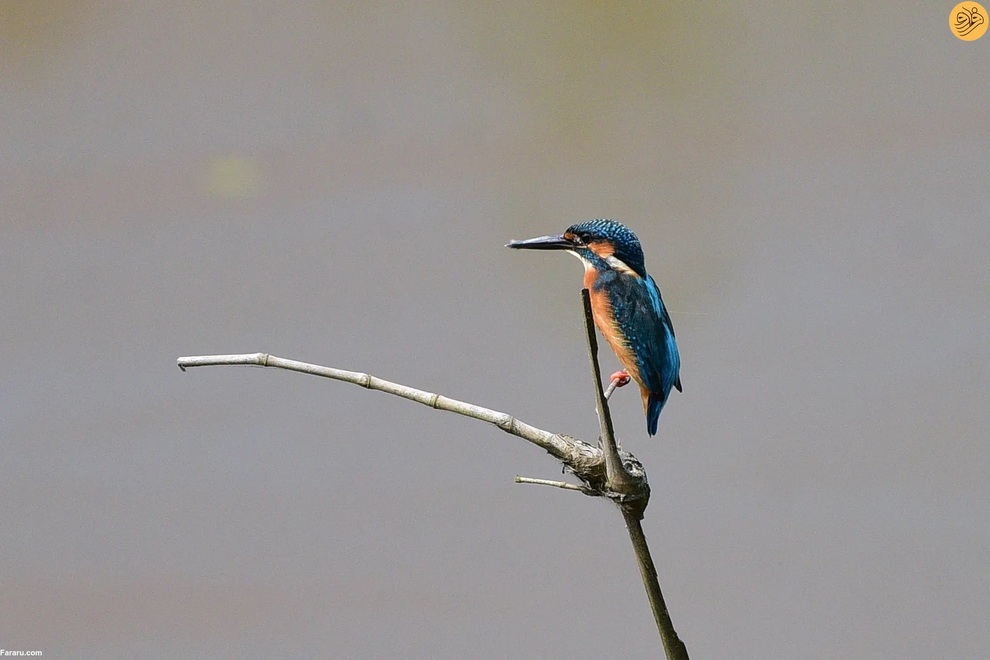 از اقدام به خودکشی یک گربه تا رقص تمساح و گوزن سفید کمیاب