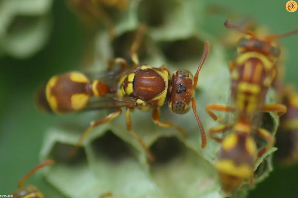 از اقدام به خودکشی یک گربه تا رقص تمساح و گوزن سفید کمیاب