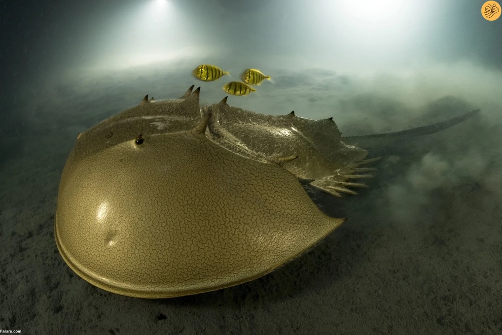 از اقدام به خودکشی یک گربه تا رقص تمساح و گوزن سفید کمیاب