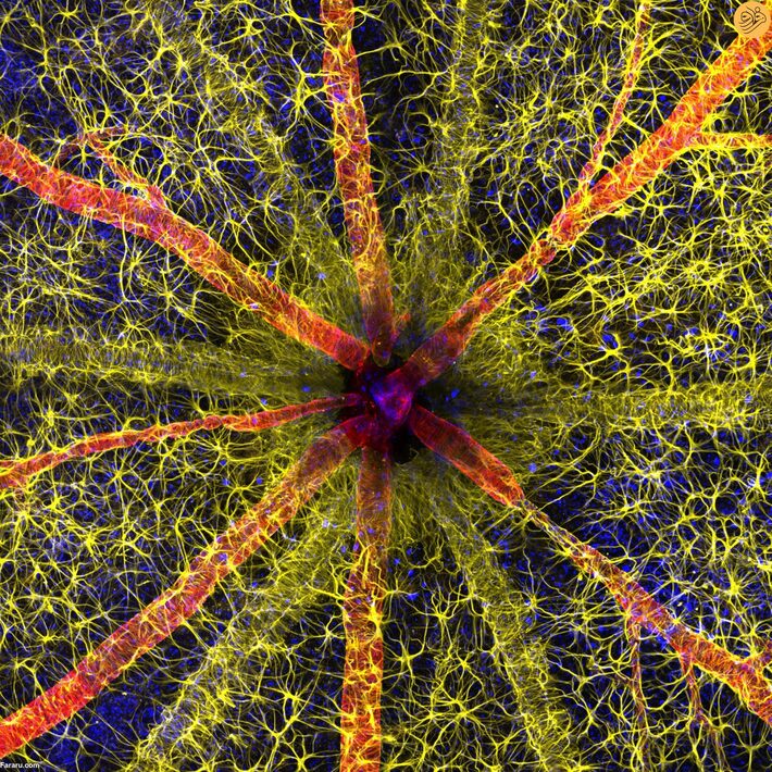 (تصاویر) برندگان مسابقه عکاسی میکروسکوپی؛ از جنین موش تا عصب بینایی یک جونده
