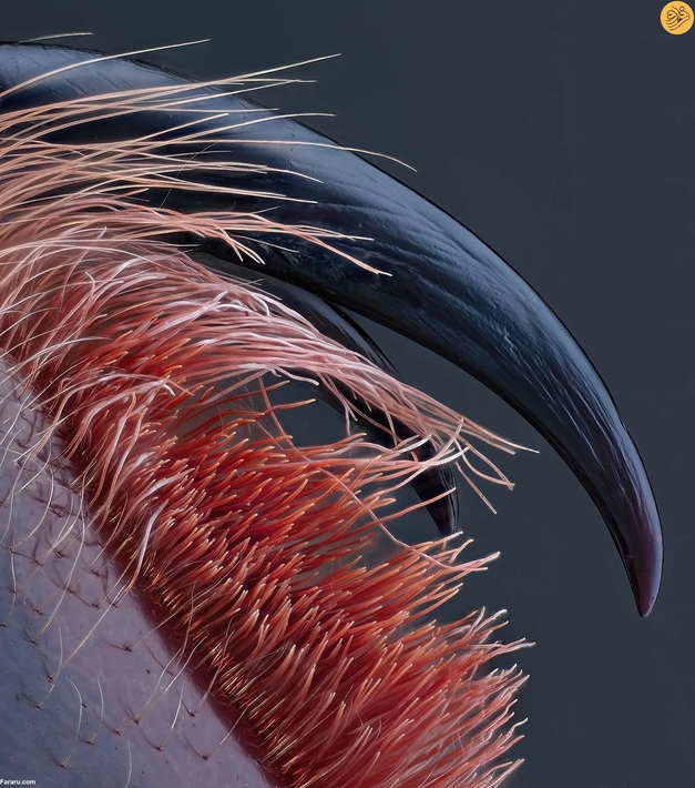 نیش سمی رتیل کوچک. عکس از جان الیور دام