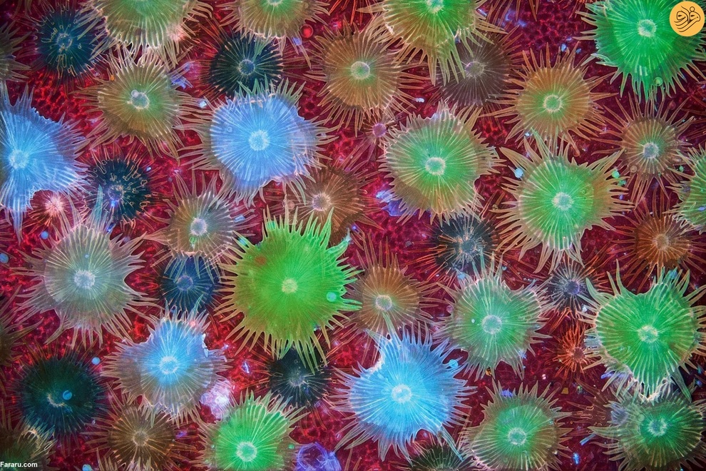 کرک های دفاعی دارای زیست‌تابی خودکار در سطح برگ سنجد وقتی در معرض نور UV قرار می‌گیرند. عکس از دکتر دیوید میتلند