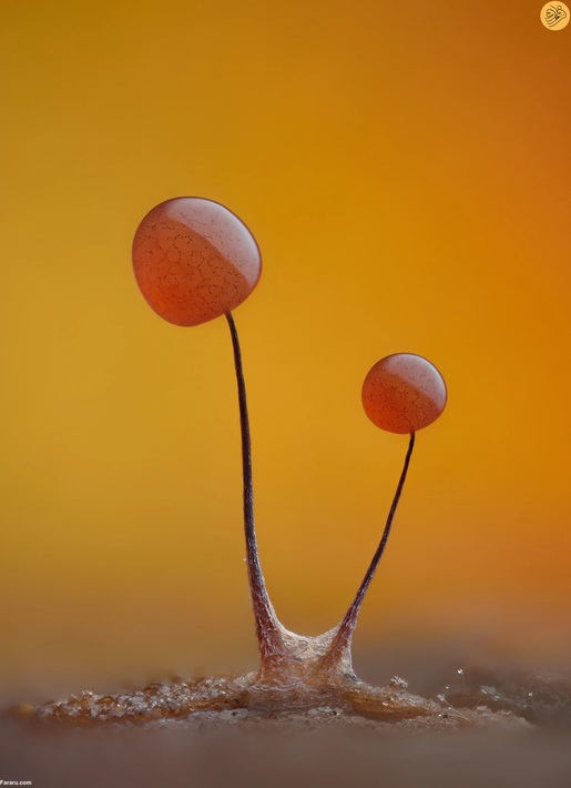  (Comatricha nigra) که فیبرهای مویرگ را از ورای پوشش شفاف خود نمایان کرده است. عکس از تیموتی بومر