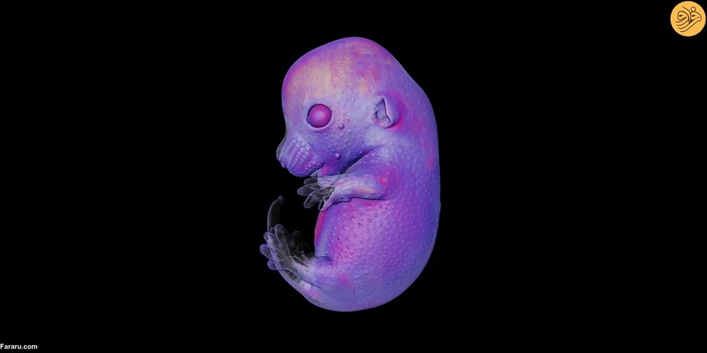 جنین موش. عکس از دکتر گریگوری تیمین و دکتر میشل میلینکویچ