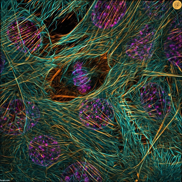 اسکلت سلولی یک میوبلاست در حال تقسیم. عکس از  ویبهاو دشموک