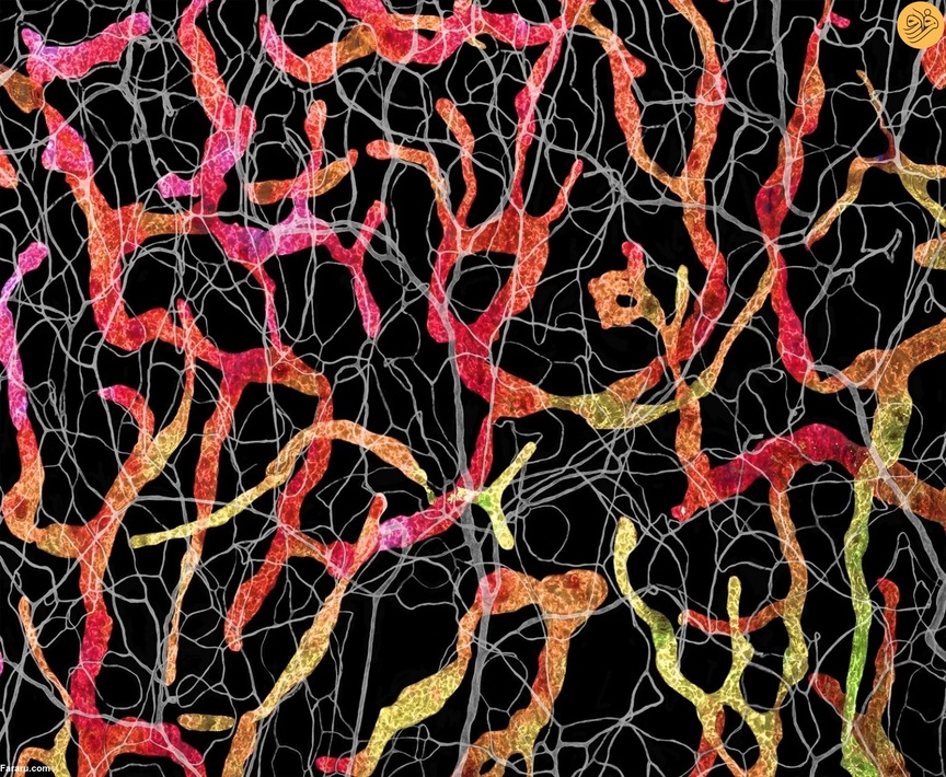 عروق خونی و لنفاوی در پوست گوش موش بالغ. عکس از ساتو پااوونسالو و دکتر سینم کارامان