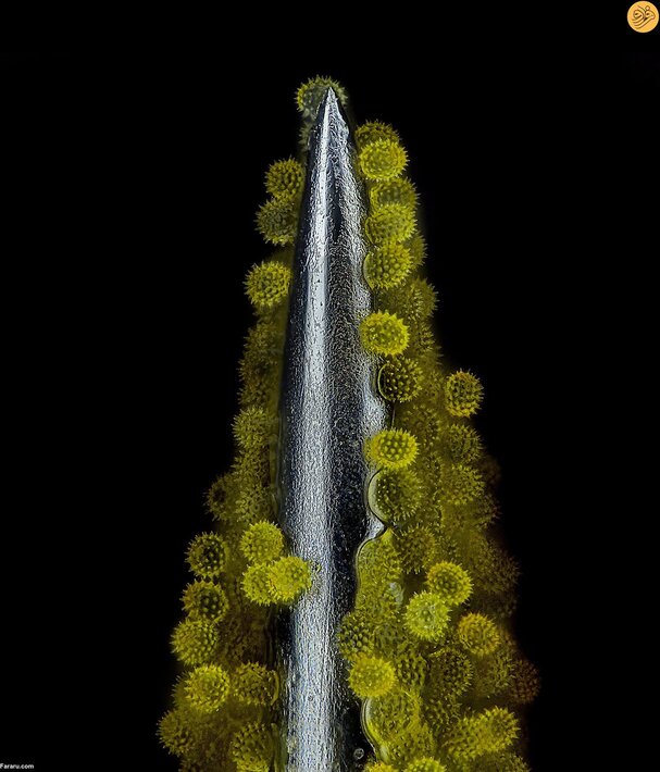 گرده گل آفتابگردان روی سوزن طب سوزنی. عکس از جان الیور دام