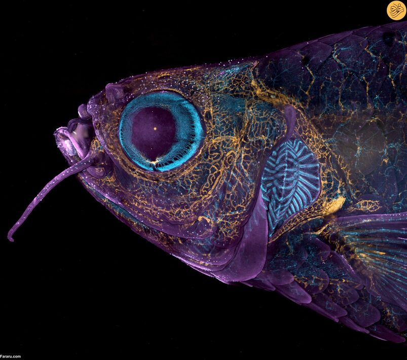 سر گورخرماهی تراریخته بالغ که رگ‌های خونی (آبی)، رگ‌های لنفاوی (زرد) و پوست و فلس‌ها (سرخابی) را نشان می‌دهد. عکس از دانیل کاسترانوا و دکتر برانت ام واینستین