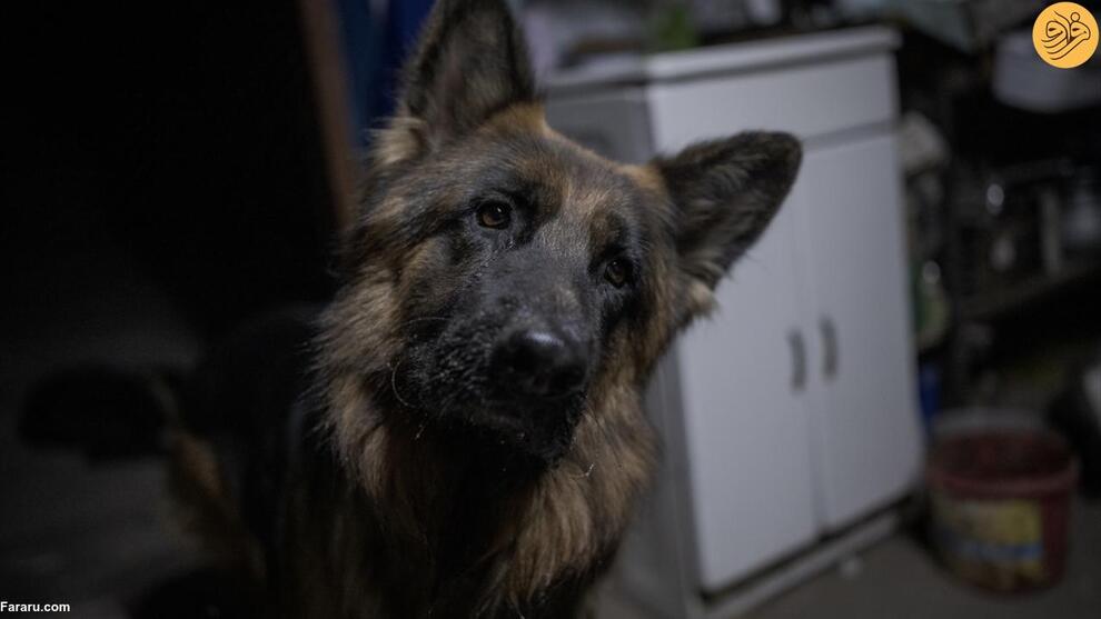 (تصاویر) بازگشت ساکنان روستای ویران شده در جنگ اوکراین