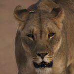 حمله شیرها به پرندگان ساحلی پس از ۴۰ سال/ ثبت تصاویر فوق‌العاده شکار با بهترین دوربین‌های دید در شب (فیلم)