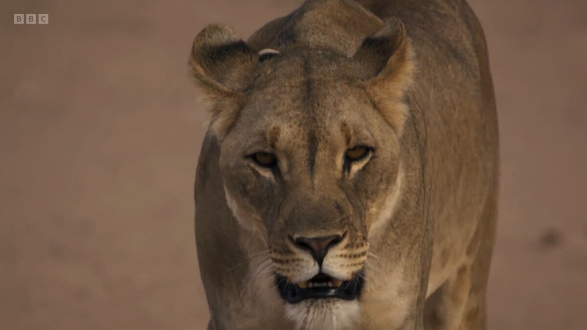 حمله شیرها به پرندگان ساحلی پس از ۴۰ سال/ ثبت تصاویر فوق‌العاده شکار با بهترین دوربین‌های دید در شب (فیلم)