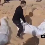 از کار افتادن سردخانه ها و دفن گروهی اجساد در غزه (فیلم)