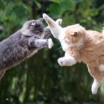 لحظه ای که دو گربه از ترس صدای جنگ یکدیگر را در آغوش گرفته اند (فیلم)