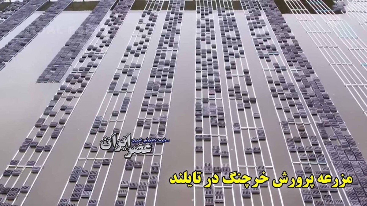 مزرعه پرورش شاه خرچنگ در تایلند/ غذای محبوب شرق آسیا (فیلم)
