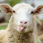 وقتی چوپان بیدار شد، دید که به خاطر گوسفندش ۳۰ هزار نفر او را فالو کردند (فیلم)