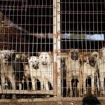 کره جنوبی به دنبال ممنوعیت سگ خوری (فیلم)