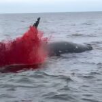 لحظه انفجار وحشتناک نهنگ وسط اقیانوس (فیلم)
