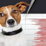 کدام حیوانات می‌توانند زلزله را پیش‌بینی کنند (فیلم)