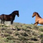 نمایی از زندگی اسب های زیبا و گران قیمت وحشی در حیات وحش آمریکا (فیلم)