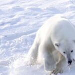 لحظه شکار گوزن شمالی توسط خرس قطبی (فیلم)