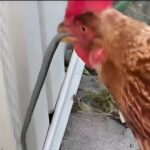 خوردن بچه مار توسط مرغ گرسنه (فیلم)