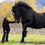 این 5 حیوان نجیب ، قدبلندترین اسب های جهان هستند (فیلم)