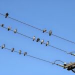 لحظه برق گرفتگی دسته جمعی پرندگان روی کابل برق (فیلم)