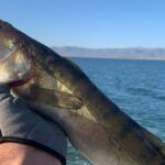 ۱۰ تکنیک جالب برای صید ماهی از رودخانه (فیلم)