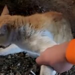 میانجی گری یک ایرانی برای خاتمه دادن به جنگ دو گربه (فیلم)