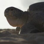 20 هزار لاکپشت در یک زمان معین برای دو میلیون تخم‌ریزی به این جزیره می‌آیند/ جان‌شان را برای بقا به خطر می‌اندازند (فیلم)