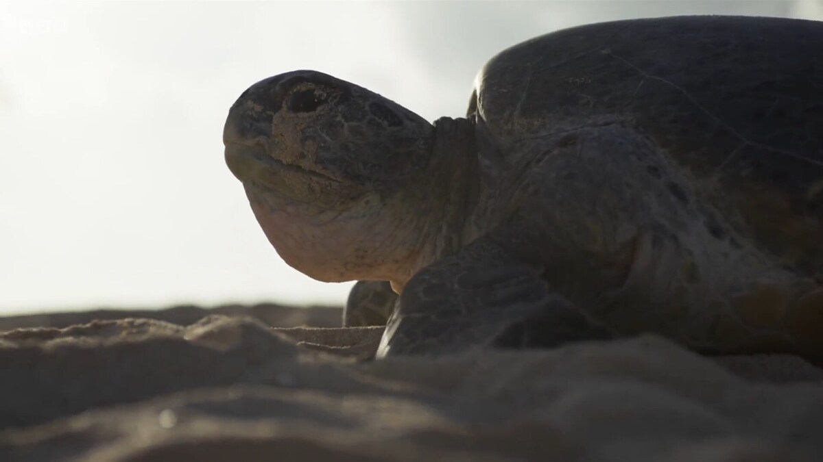 20 هزار لاکپشت در یک زمان معین برای دو میلیون تخمریزی به این جزیره میآیند/ جانشان را برای بقا به خطر میاندازند (فیلم) 20 هزار لاکپشت در یک زمان معین برای دو میلیون تخمریزی به این جزیره میآیند/ جانشان را برای بقا به خطر میاندازند (فیلم)