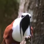 مرغ زنگوله ای ، پرنده ای که قادر است گوش شما را کر کند (فیلم)