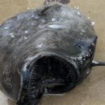 موجود سیاه عجیبی که در ساحل افتاده بود!/ عکس