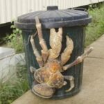 موجود عجیبی که در کنار یک سطل زباله پیدا شد!/ عکس