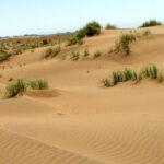 کشف یک گونه جدید «مارمولک» در بیابان‌های طبس/ عکس