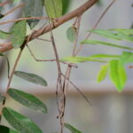 اگر می‌توانید حشرات را در این عکس پیدا کنید!/ عکس