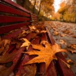 تصاویر | جمع شدن گربه‌ها اطراف مرد تهرانی؛ قاب‌هایی حیرت‌انگیز از حال و هوای پاییزی پارک‌ لاله