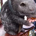 موش غول‌پیکر در تله عکاسان افتاد!/ عکس