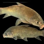 موجود عجیبی که هرچقدر پیر می‌شود، سالم‌تر می‌شود!/ عکس