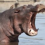 ببینید | قدرت عجیب آرواره‌های اسب آبی در له کردن یک کدو!