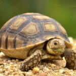 ببینید | دوش گرفتن آقای لاک‌پشت