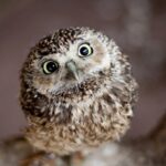 ببینید |  استتار عالی و خیره‌کننده شبگردهای غول پیکر