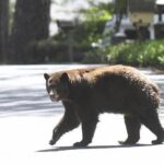 ببینید | نحوه‌ زنده‌گیری و انتقال خرس قهوه‌ای زخمی در شهر مجن