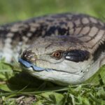 ببینید | رنگ عجیب زبان سقنقور با یک ویژگی باورنکردنی!