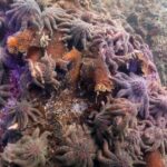 ببینید | کشف جدید دانشمندان درباره ستاره‌های دریایی