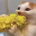 ببینید | علاقه عجیب یک گربه به خوردن ذرت