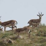 ببینید | مشاهده تعدادی آهو و بز کوهی در ۲۰۰ متری منطقه مسکونی شاهرود