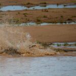 ببینید | لحظه شکار و برخورد نفس‌گیر یک گاو توسط تمساح درنده از لنز دوربین عکاس مشهور حیات وحش