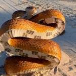 اندازه این مار با اتوبوس برابری می‌کند!/ عکس